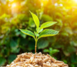 What is biomass energy?