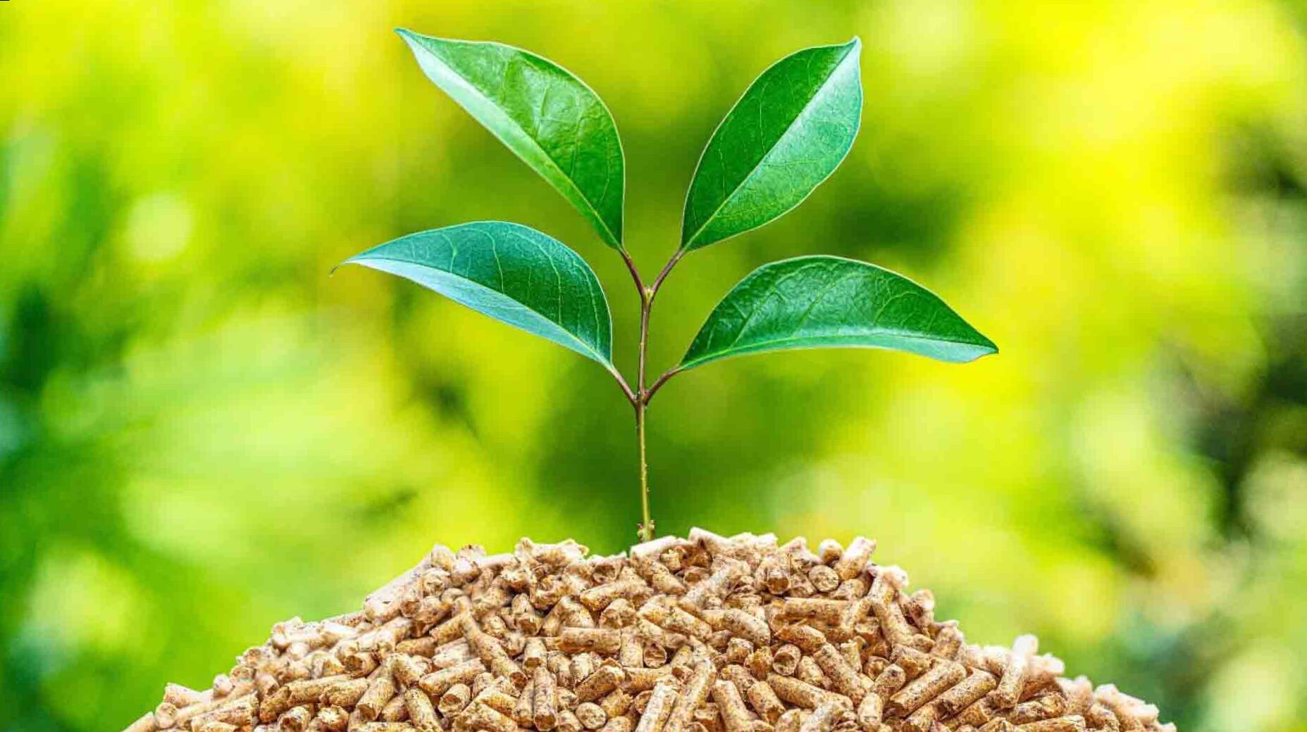 What is biomass energy?